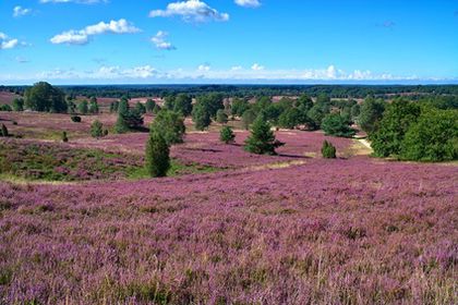 Lneburger Heide